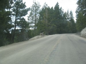 bogus-basin52